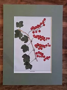 Stampa ribes rosso Chautauqua 1925. U P Hedrick. Montato. Antica stampa frutta rossa. - Foto 1 di 4