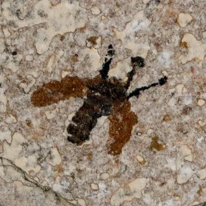 0.5 Detailed Fossil March Fly Insect Green River FM Uintah County UT Eocene Age - Picture 1 of 6