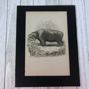 Antique Hippopotamus Engraving Hippo c.1838 Original Early Victorian Mammalogy - Picture 1 of 9