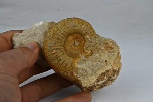 Ammonite choffatia Callovien deux sevres France amonite 58mm fossile - Picture 1 of 4