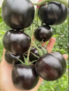 100 x Schwarze Tomatensamen (KUMATO) -Kultur - 2024 - BLITZVERSAND KÖLN ! - Bild 1 von 9