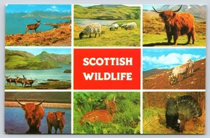 Schottische Tierwelt Tiere Natur Landschaft Vintage Postkarte - Bild 1 von 3