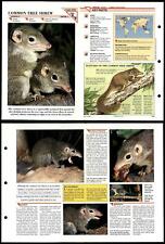 Common Tree Shrew #300 Mammals Wildlife Fact File Fold-Out Card