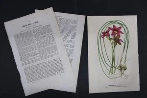 Antique Botanical, Van Houtte, c.1850, Single page, Romulea Rosea - Picture 1 of 4
