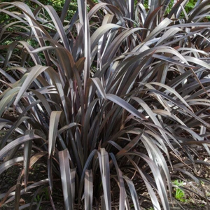 Phormium Black Velvet Three Established Plants in 9cm Pots - Picture 1 of 1