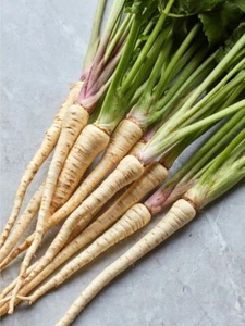 Hollow Crown Parsnip. 200+ Seeds | Non-GMO | Heirloom | Organic. Free Shipping. - Picture 1 of 1