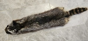 Raccoon Skin 850mm Long By 180mm Top Condition - Picture 1 of 3