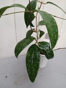#397- HOYA VIETNAM SPLASH LIVE PLANT LARGE LEAF - Picture 1 of 24