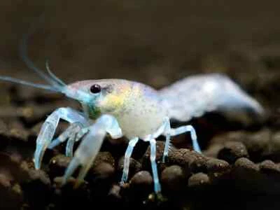 CAMBARELLUS DIMINUTUS GAMBERO NANO ACQUARIO +OMAGGIO MANGIME - Immagine 1 di 4