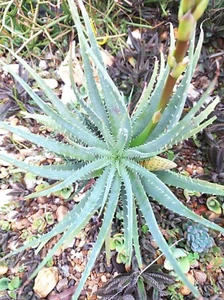 Blue Torch Plant Lace Aloe Aristaloe Aristata LARGE 2 IB Plants. - Picture 1 of 6