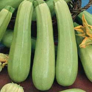 ZUCCHINO LUNGO BIANCO DI SICILIA - NUMERO DI SEMI PER GRAMMO 8 - Imagen 1 de 2