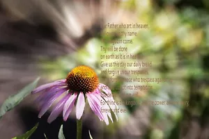 Purple coneflower photograph with The Lord's Prayer - Picture 1 of 1