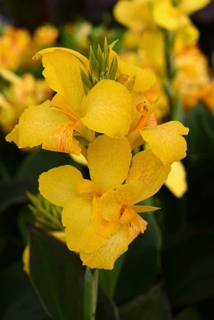 144 CANNA CANNOVA YELLOW Live Plants Plugs Garden Planters AV - Image 1 of 1