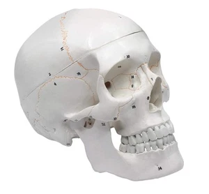 Modelo de cráneo humano numerado - Calidad médica - 3 piezas con calvario extraíble,... - Imagen 1 de 7