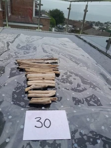 DEVON DRIFTWOOD X 20 BEACH CRAFT ART PROJECT HOLIDAY NATURE SUMMER HOME SEA PET - Picture 1 of 5