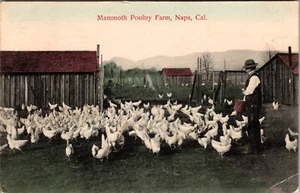NAPA, CALIFORNIA - GRANJA AVÍCOLA MAMUT - HOMBRE ALIMENTA POLLOS - POSTAL ANTIGUA DE 1907 - Imagen 1 de 2