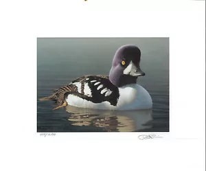 RW65 1998 FEDERAL DUCK STAMP PRINT BARROWS GOLDENEYE by Robert Steiner - Picture 1 of 1