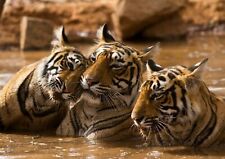 251480 Tiger Family Big Cat Wild Jungle Animal Poster Print