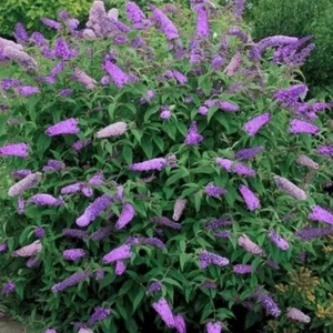 6 Boutures Arbre Aux Papillons - Wisteria Lane - Buddleja Davidii HORMONE OFFERT - Bild 1 von 3