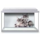 Fish Tank Background 90x45cm - Fluffy Maine Coon Kitten Cat  #15729