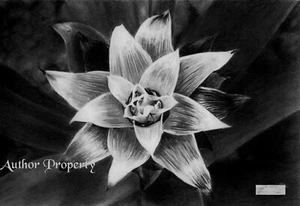 "LOTUSBLUME - Original Bleistiftzeichnung 9,5"" x 13"" - Bild 1 von 2