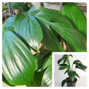 Rhaphidophora Dragon Tail  1 Gallon Pot Dragon Tail Plant Perennial Live Plant - Picture 1 of 1