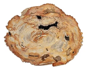 Rebanada de madera petrificada fósil TAMAÑO: 35 cm x 28 2 cm peso 3,1 kg Java Oriental - Imagen 1 de 5