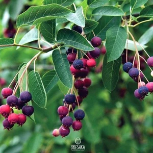 Irga Canadian 10 PCS fresh seeds, Fruit seeds, Organic seeds, Non GMO - Picture 1 of 8