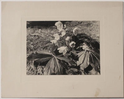 Оригинальный винтажный натюрморт с датой 1935 цветок - Изображение 1 из 2