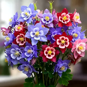 600 COLUMBINE MCKANA GIANTS SEEDS PERENNIAL AUTUMN MIX FLOWER BEES FREE SHIPPING - Picture 1 of 9