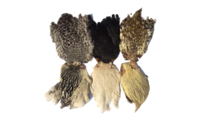 Indian Hen Neck Fliegenbinden indischer Hennen Balg Nackenfedern - Bild 1 von 10