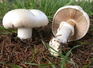 Seeds Mushroom Champignon GIANT Mycelium Spawn Dried Spores Organic Ukraine - Picture 1 of 12