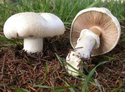 Seeds Mushroom Champignon GIANT Mycelium Spawn Dried Spores Organic Ukraine - Image 1 of 4