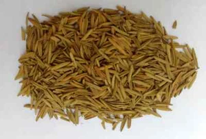 Karva Indrajau bitter oleander whole Holarrhena pubescens .organic free shipping - Picture 1 of 2