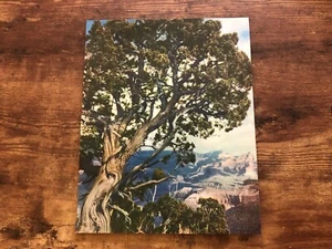 Vintage KALENDER KUNST Litho Druck GRAND CANYON Bäume Landschaft #162 - Bild 1 von 3