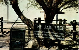 The Famous Jail Tree Wickenburg Arizona Postcard - Picture 1 of 2