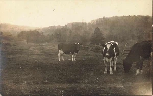 1913 Cows RPPC Kent Farm Brooklyn Kingsley PA Real Photo Postcard Moo - Picture 1 of 2