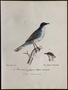 1830 - Warbler Sarde - Lithografie Antik Vogel- (Ornithologie) Farbig - Imagen 1 de 3