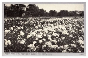 VTG Peony Farm with Peonies in Bloom, Van Wert, Ohio Postcard - Picture 1 of 2