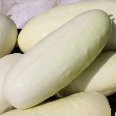 15 White Wonder Cucumber Seeds - Image 1 of 4