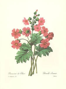 REDOUTE Botánico PRÍMULA CHINA Estampado de Flor #113 - Imagen 1 de 2