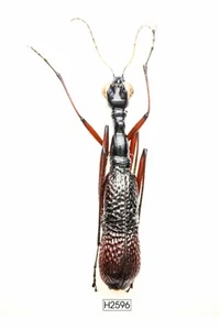 KÄFER, INSEKT - H2596. Cicindelidae - VIETNAM - Bild 1 von 3