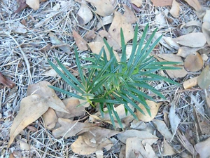 Ist year Sago seedlings / Live Plants -- Lot of (3) - Picture 1 of 3