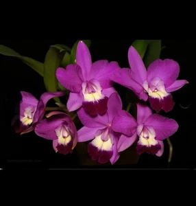 Cattleya Love Knot X Cattleya walkeriana v ‘princeps’ Fragrant Orchid Eros 2” - Picture 1 of 8