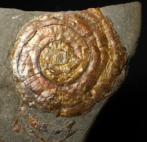 Iridescent ammonite fossil Psiloceras Jurassic Fossils UK ammolite gem gemstone - Picture 1 of 5