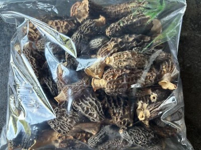 5 oz Dried Wild Morel Mushrooms Oregon 2025 - Image 1 of 4