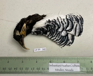 Lotto Artigianato/Legatura Testa di Fagiano Amherst Donna Bianca Naturale - SF 142 - Foto 1 di 4