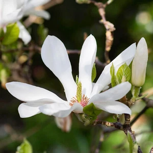 Magnolia soulangeana Alba Superba Outdoor Deciduous Garden Shrub in 9cm Pot - Picture 1 of 10