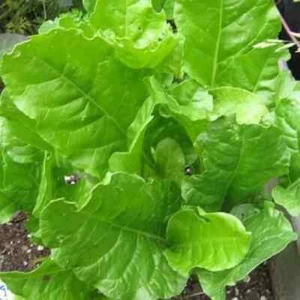 200 semillas de remolacha lisas acanaladas + regalo - Imagen 1 de 1