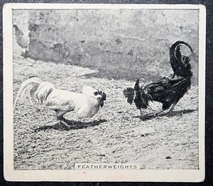 KAMPFHÄHNE Vintage 30er Jahre Fotokarte KE24M - Bild 1 von 2